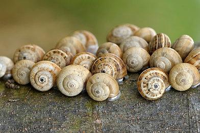 《原神》凯亚和可莉新服装PV 看起来很不错